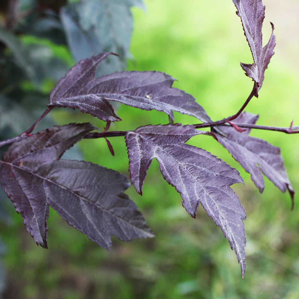 Royal Raindrops® Crabapple Tree