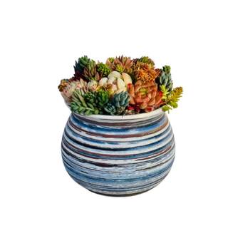 Cesicia Succulent Plants Collection Flowers with Gray Ceramic Container DRZWPlant1