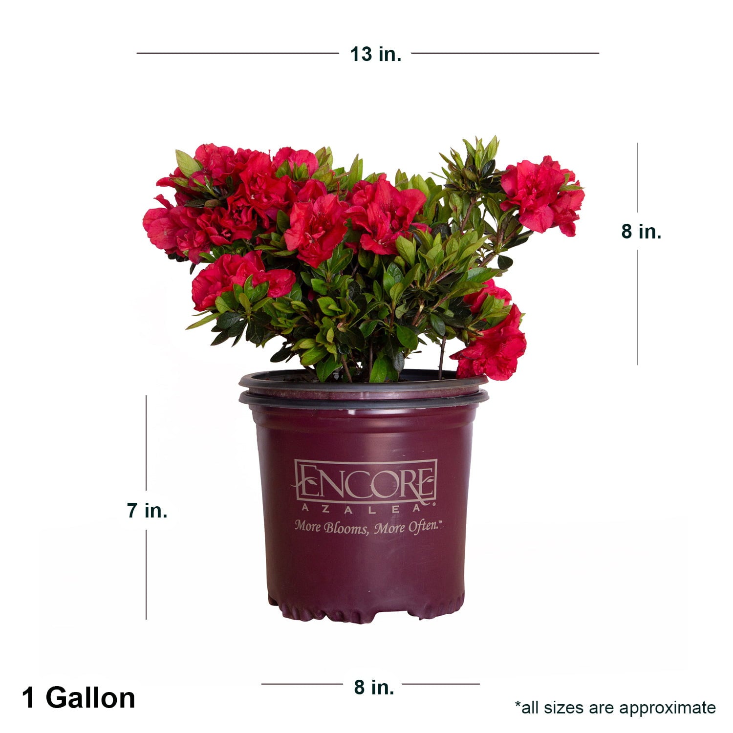 Encore Azalea Autumn Fire (1 Gallon) Red Flowering Shrub - Full Sun Live Outdoor Plant