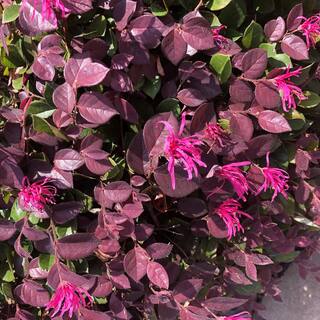 SOUTHERN LIVING 2 Gal. Purple Daydream Loropetalum Shrub with Pink Blooms in the Spring 14373