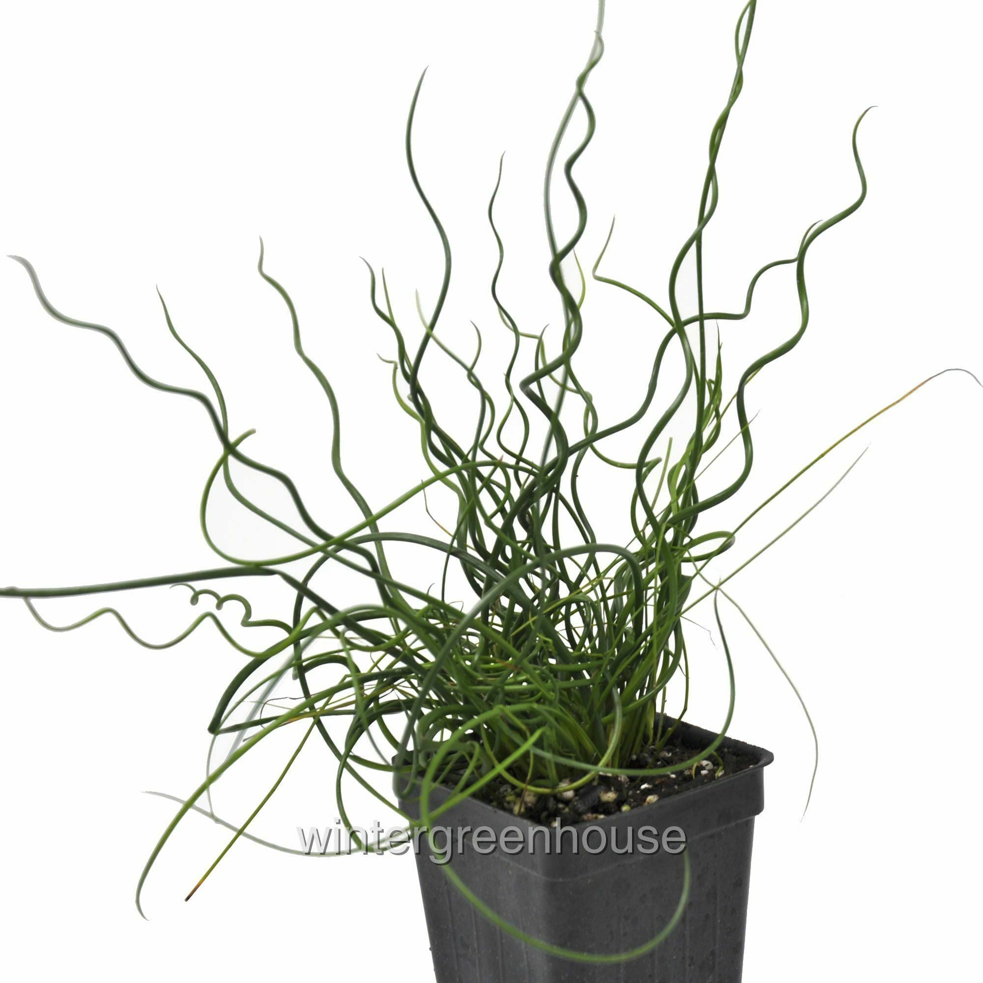 Juncus Effusus Spiralis， Corkscrew Rush - Pot Size: 3