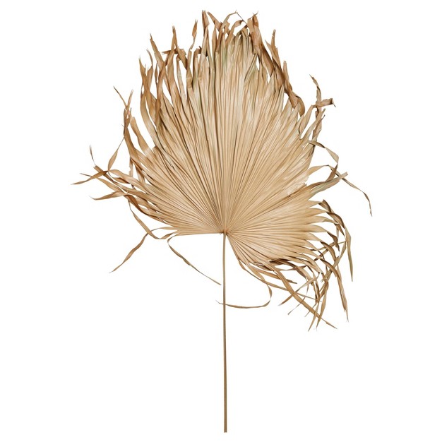 X 18 quot Dried Palm Fan Leaf Stem Storied Home