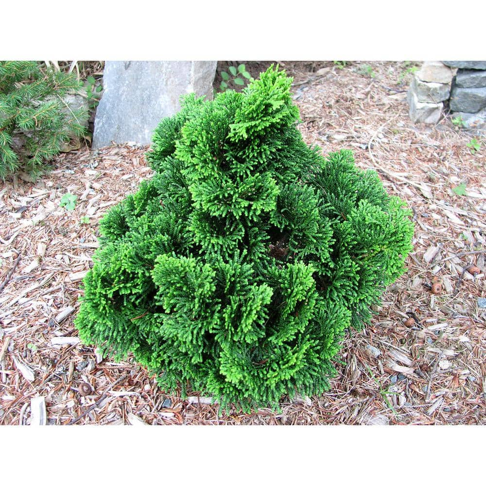 Online Orchards 1 Gal. Dwarf Hinoki Cypress Shrub with Deep Green Coniferous Evergreen Foliage EGTC004