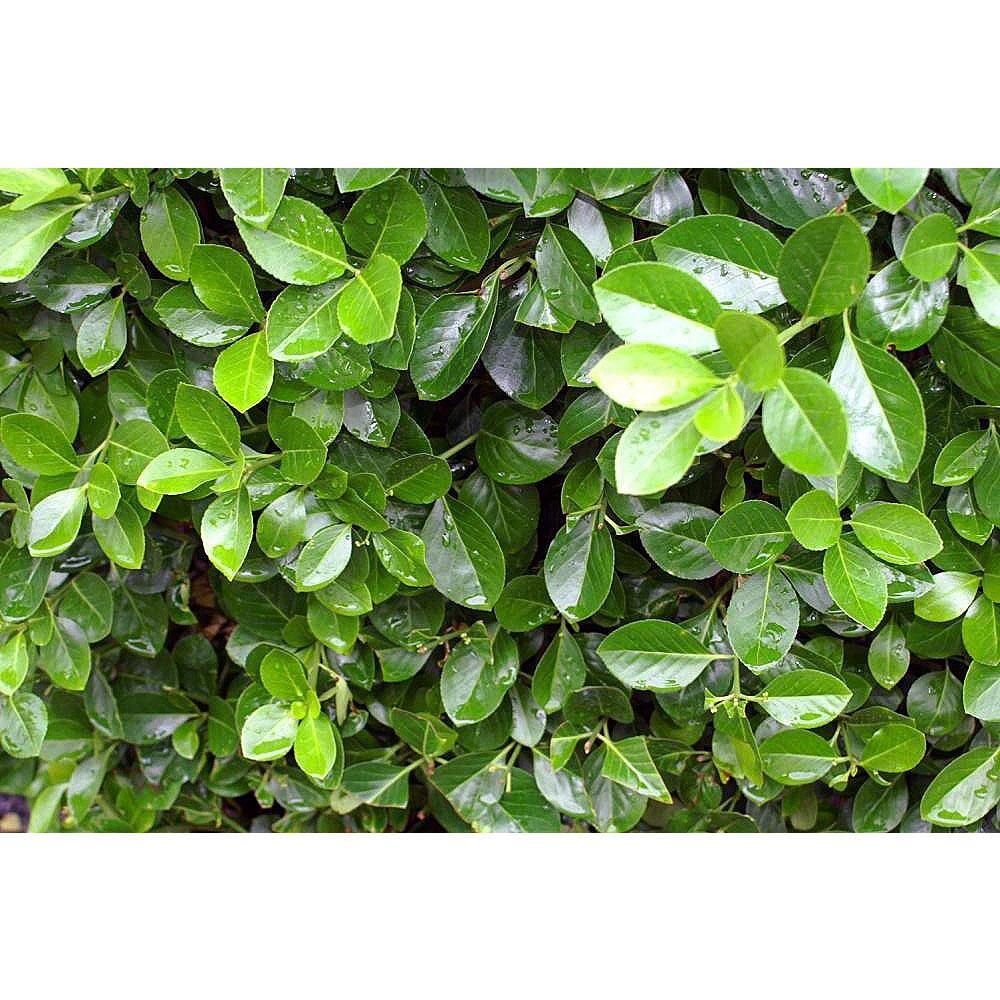 Online Orchards 1 Gal. Evergreen Wintercreeper Euonymus Shrub Evergreen Glossy and Lustrous Leaves also Drought and Cold Tolerant SBEU002