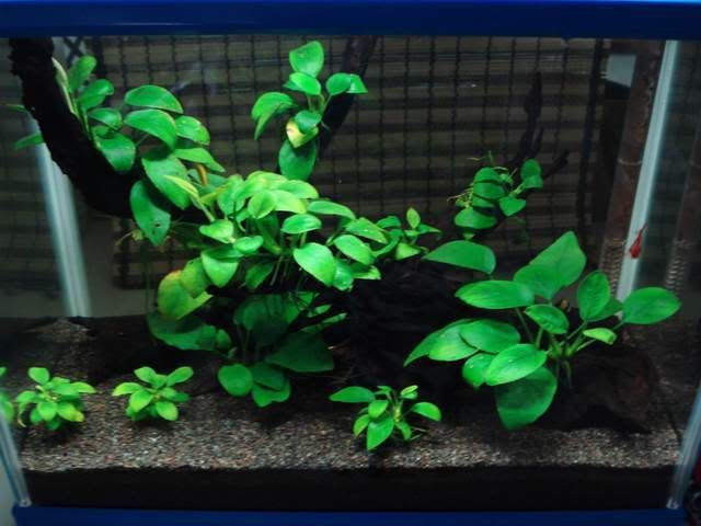 Anubias Barteri (Nana Petite) Small Live Aquarium Plants BUY2 GET1 FREE