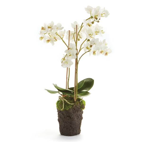 Phalaenopsis Orchid DropIn 20