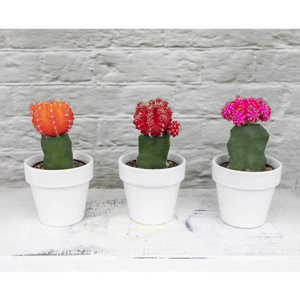 SMART PLANET 2.5 in. Assorted Grafted Cactus (3-Pack) 0881022