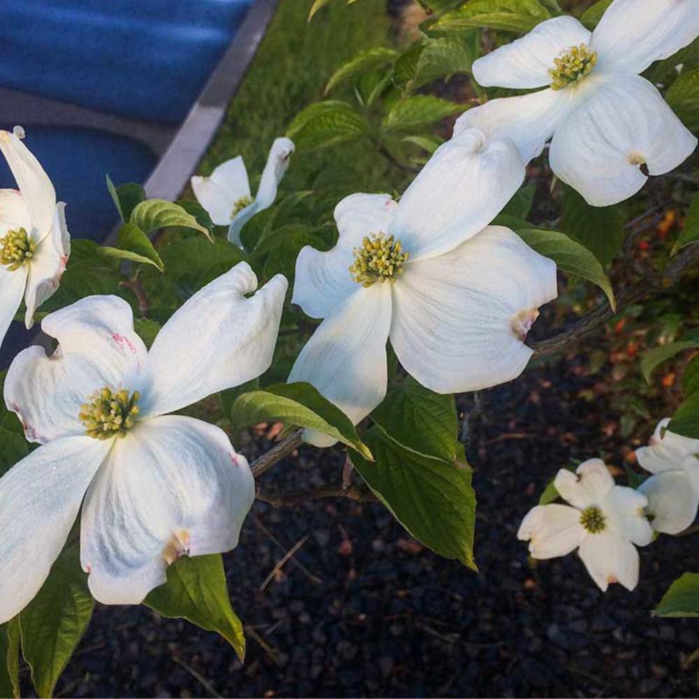 5 Gal. Appalachian Spring Dogwood Flowering Deciduous Tree with White Flowers DOGSPR05G