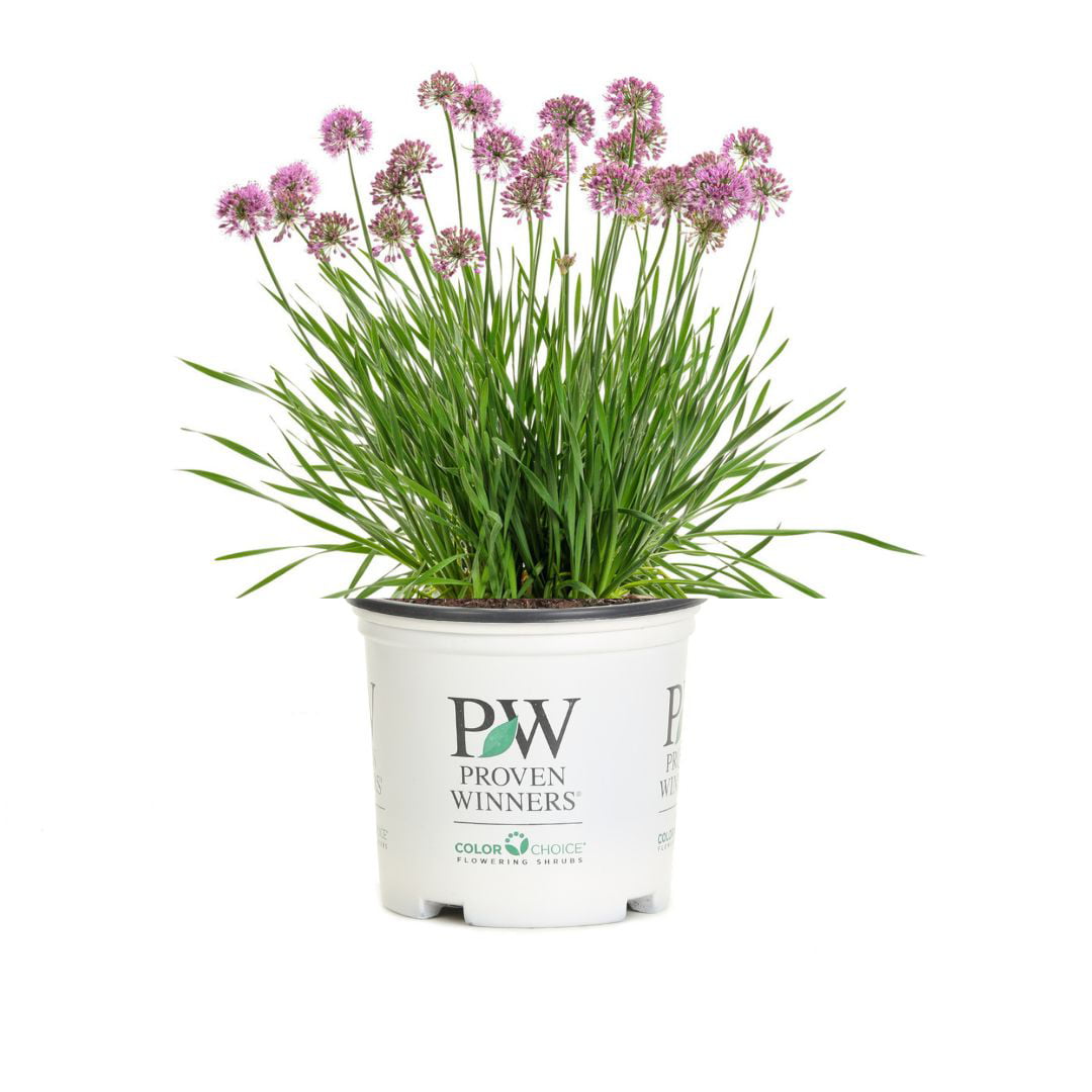 0.65， Proven Winners，  'Serendipity' Ornamental Onion (Allium)， Purple Flowers， Grower Pot