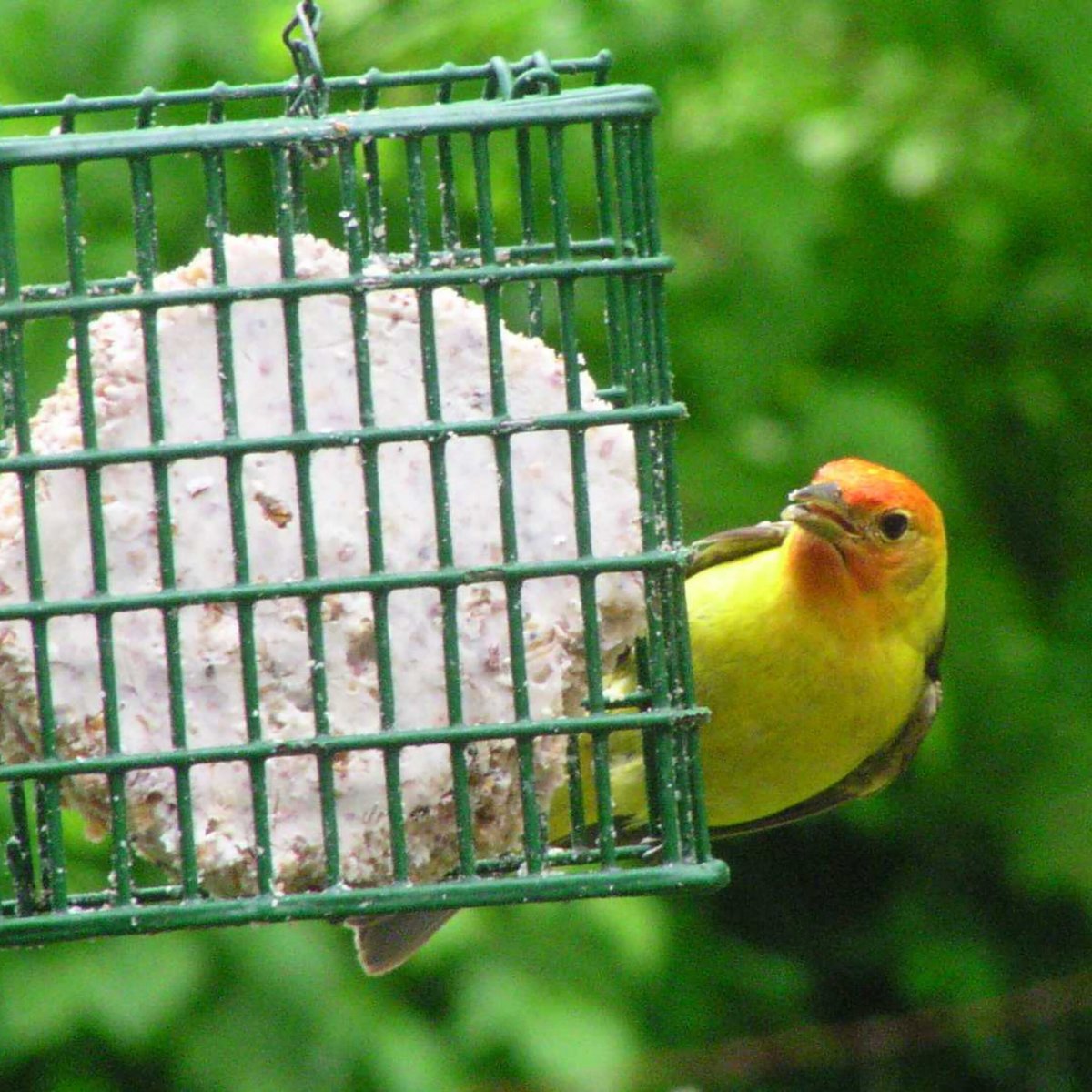 CandS Nutty Treat Suet Wild Bird Food