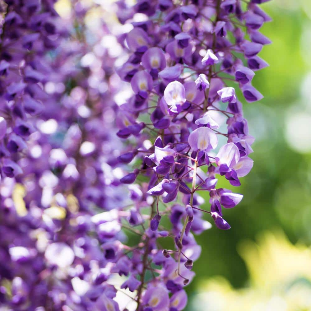 national PLANT NETWORK 2.5 Qt. Wisteria Amethyst Falls Flowering Shrub with Purple Flowers HD1105