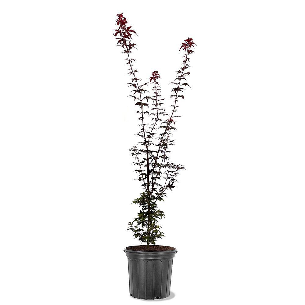 5 gal. Twombly's Red Sentinel Columnar Japanese Red Maple Deciduous Tree MAPJTW05G