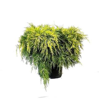 2.25 gal. Old Gold Juniper Evergreen Live Shrub with Bright Yellow Foliage O487003