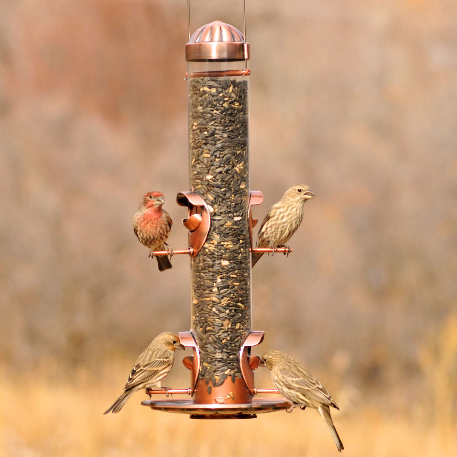 Perky-Pet Wild Bird and Finch 1.8 lb Plastic Bird Feeder 4 ports