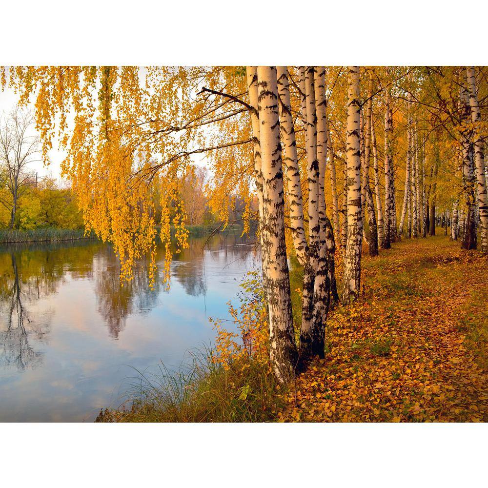 Online Orchards Weeping White Birch Tree Bare Root SHBR002