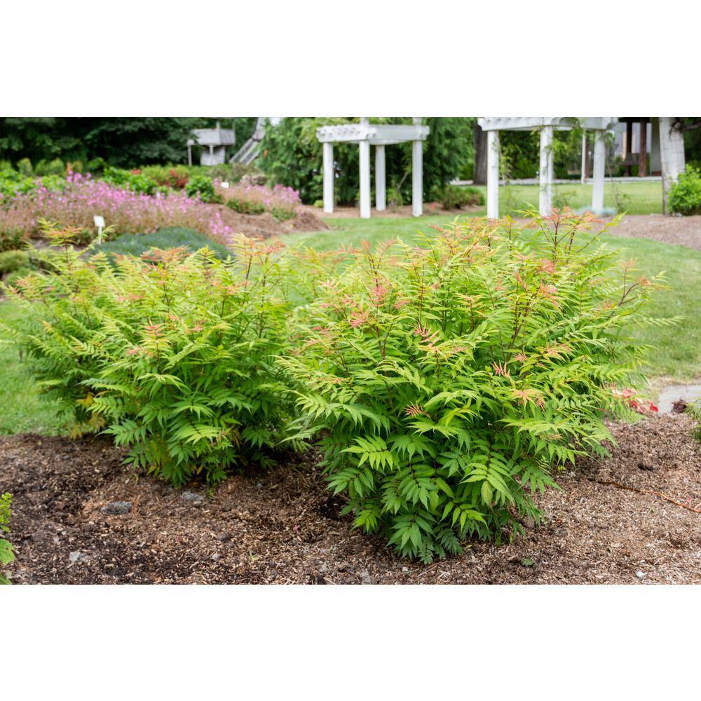 BLOOMIN' EASY Jumbo Pint Cherry On Top Sorbaria Live Shrub White Flowers DGSR4039