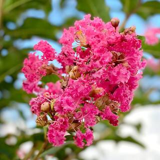 Tuscarora Crape Myrtle Green Leaf Pink Flowering Ornamental Tree CRMTUS07G