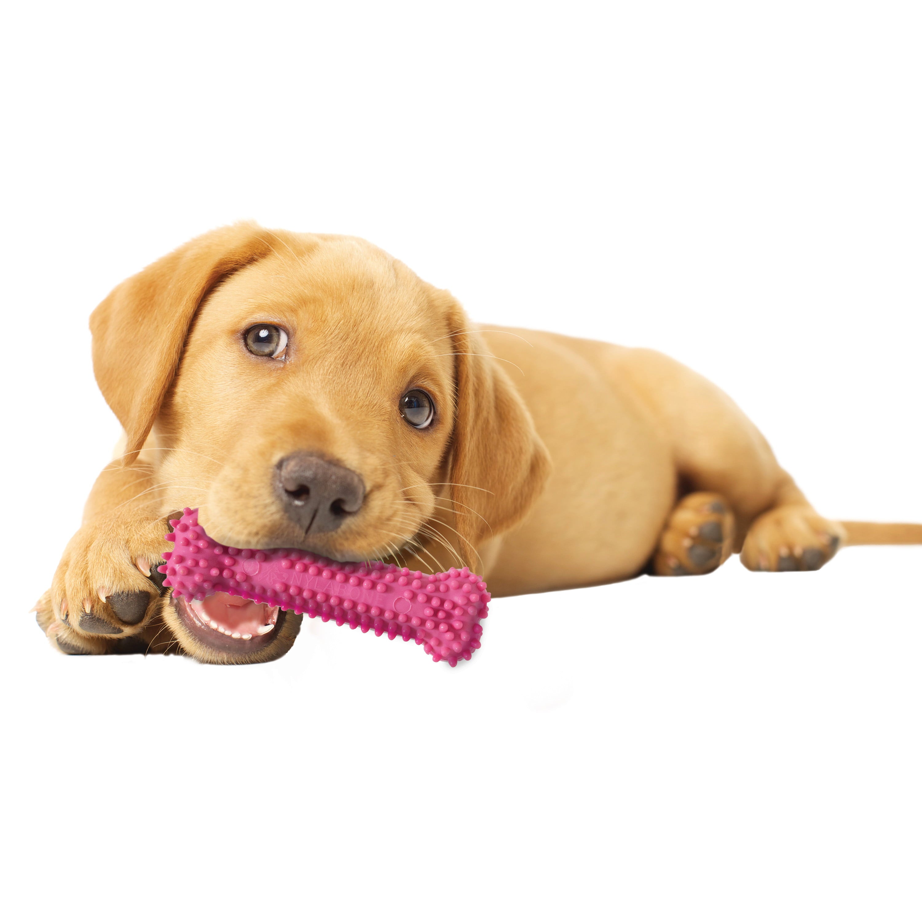 Nylabone Puppy Chew Variety Toy and Treat Triple Pack Pink Small/Regular (3 Count)