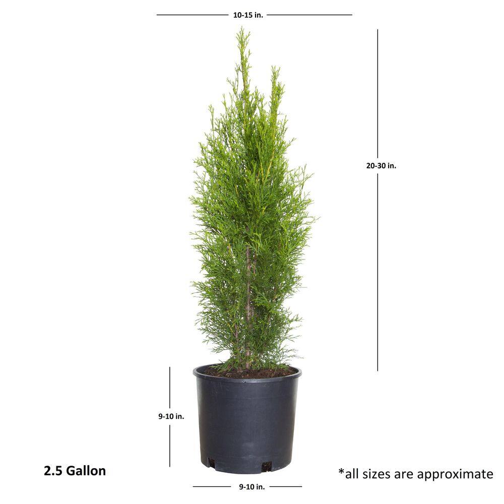 FLOWERWOOD 2.5 Gal - Emerald Green Arborvitae(Thuja) Live Evergreen ShrubTree Green Foliage 55203FL