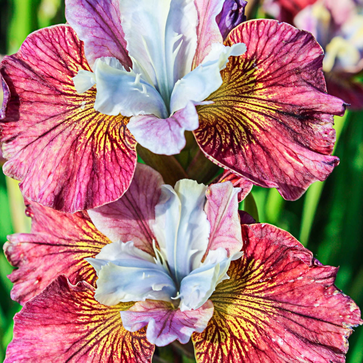 Painted Woman Siberian Iris Dormant Bare Root Perennial Plant， 1-Pack