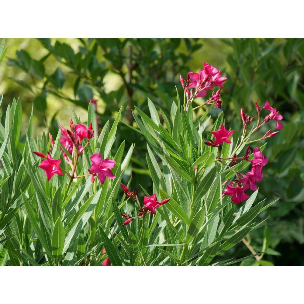 PROVEN WINNERS 4.5 in. Quart Austin Pretty Limits Oleander (Nerium) Live Plant Pink Flowers NERPRC1007800