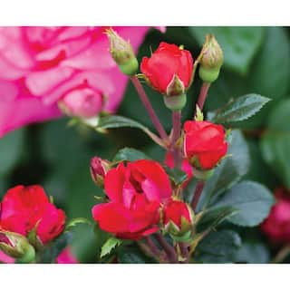 KNOCK OUT 2 Gal. Petite Knock Out Rose Bush with Red Flowers KOROS2PRD1PK