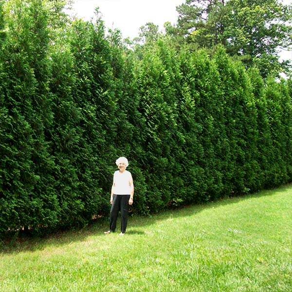 Full Speed A Hedge® American Pillar Arborvitae