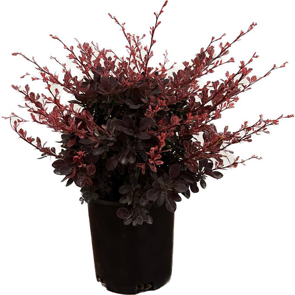 2.5 Qt. - Rose Glow Barberry Live Shrub with Deep Red Purple Folliage and Pink Marbling 1000042658