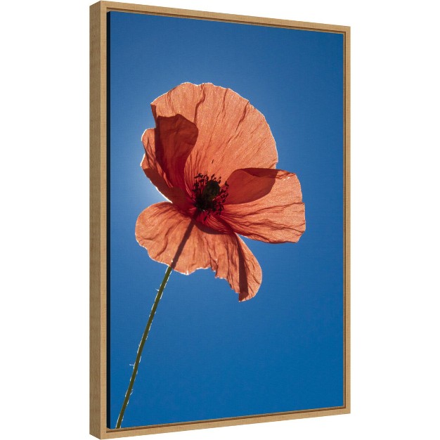 X 23 quot Poppy Flower By Michele Niles Danita Delimont Framed Canvas Wall Art Blue Amanti Art