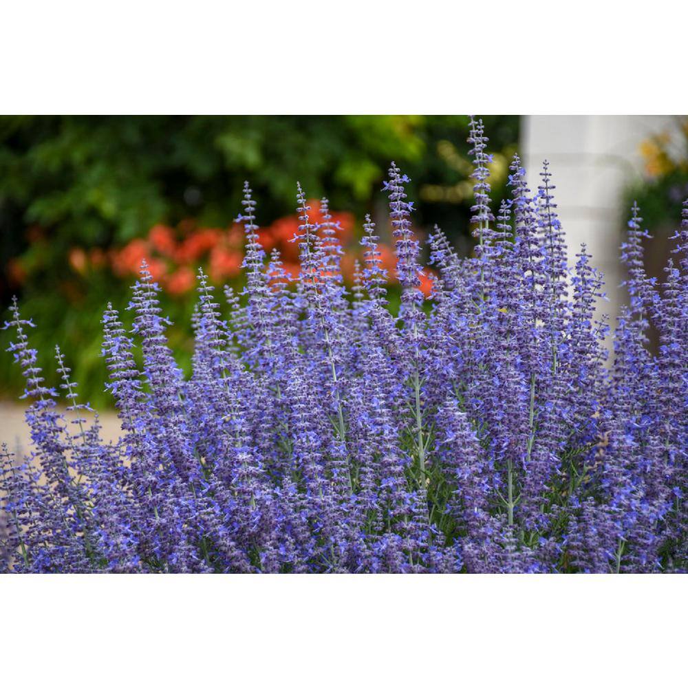 BELL NURSERY 3 Gal. Denim N Lace Perovskia Live Perennial Plant (1-Pack) PRSGE3DNL1PK