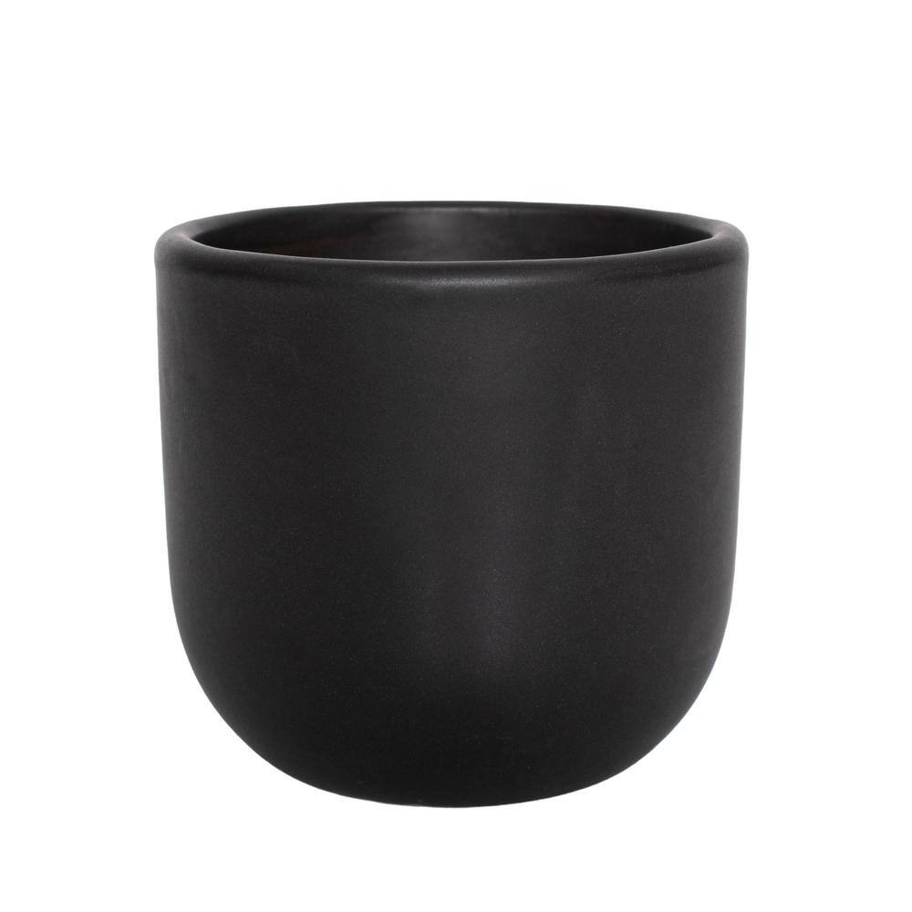 national PLANT NETWORK 5 in. Braided Money Tree Plant in a 4 in. Semi Matte Black Grant Container (1-Piece) HD4697