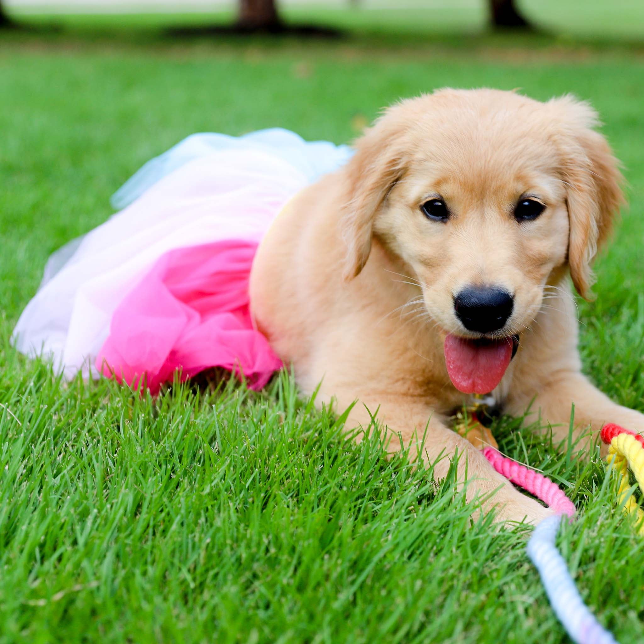 Packed Party Dog Tutu