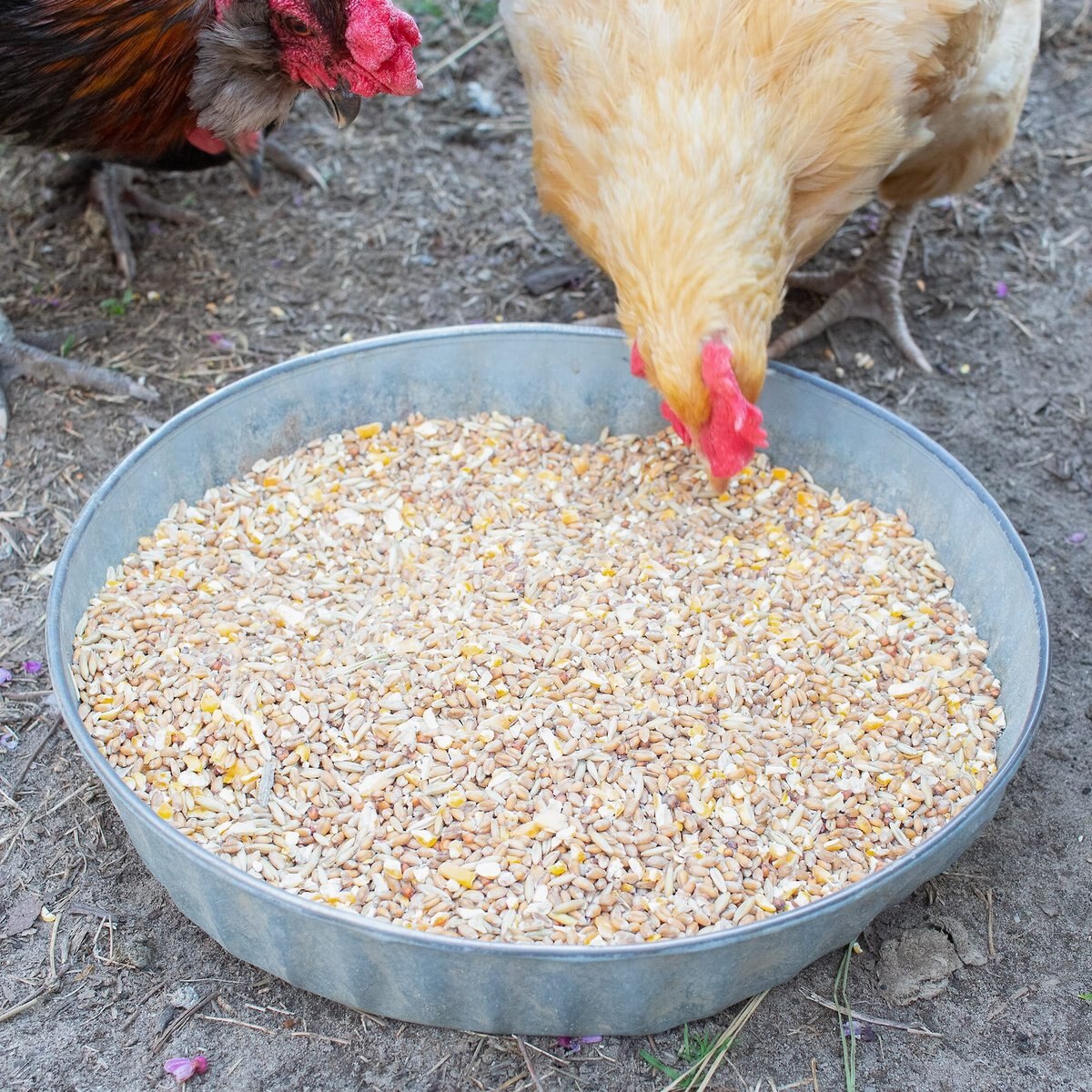 Pampered Chicken Mama Scratch Chicken Feed