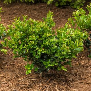 Spring Hill Nurseries 2.50 Qt. Pot Blue Prince Holly (Ilex) Live Broadleaf Evergreen Shrub (1-Pack) 83471