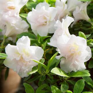national PLANT NETWORK 2.25 Gal. Azalea Hardy Gardenia Flowering Shrub with White Blooms HD7039