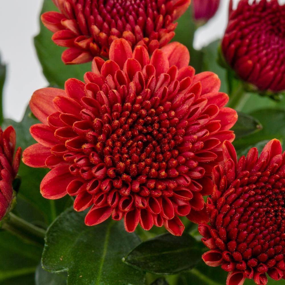 METROLINA GREENHOUSES 1 Gal. Red Mum Chrysanthemum Winchester Planter Perennial Plant (1-Pack) 4317