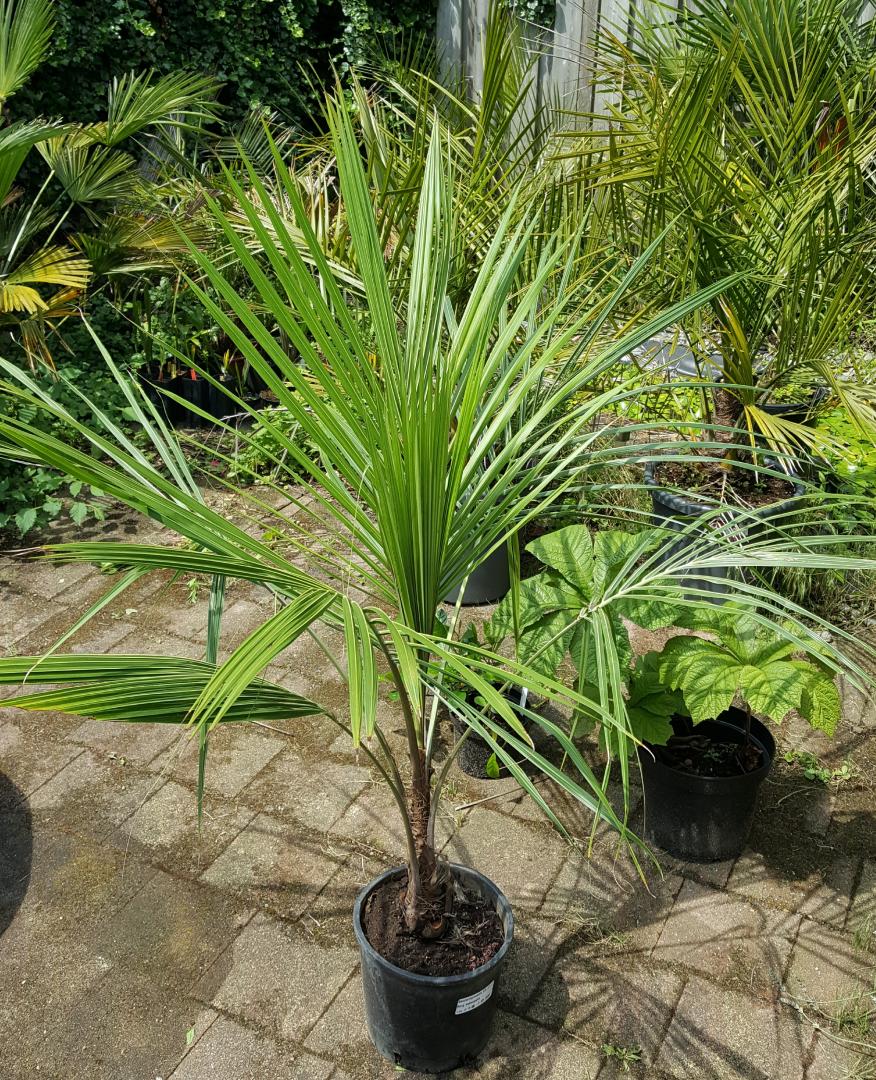 High Plateau Coconut Palm - Live Plant in a 3 Gallon Pot - Beccariophoenix Alfredii - Extremely Rare Ornamental Cold Hardy Coconut Palm