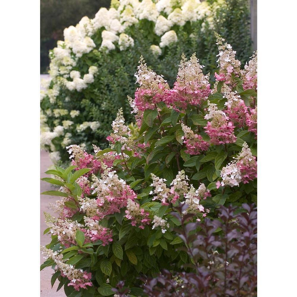 PROVEN WINNERS 1 Gal. Pinky Winky Hardy Hydrangea (Paniculata) Live Shrub White and Pink Flowers HYDPRC1046101