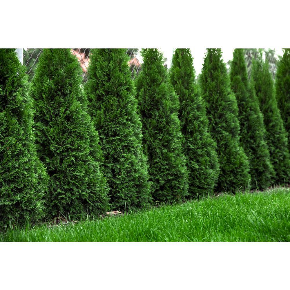 BELL NURSERY 3 Gal. Northern Spire Arborvitae (Thuja Plicata) Live Evergreen Privacy Shrub THUJA3NSP1PK