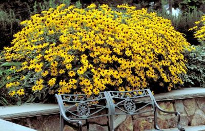 Classy Groundcovers - Black Eyed Susan BlackEyed Susan， Black-Eyed Susan， Golden Cone Flower， Golden Coneflower， Orange Coneflower {25 Pots - 3 1/2 inch Square}