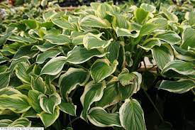 3 'So Sweet' Hosta Bareroot