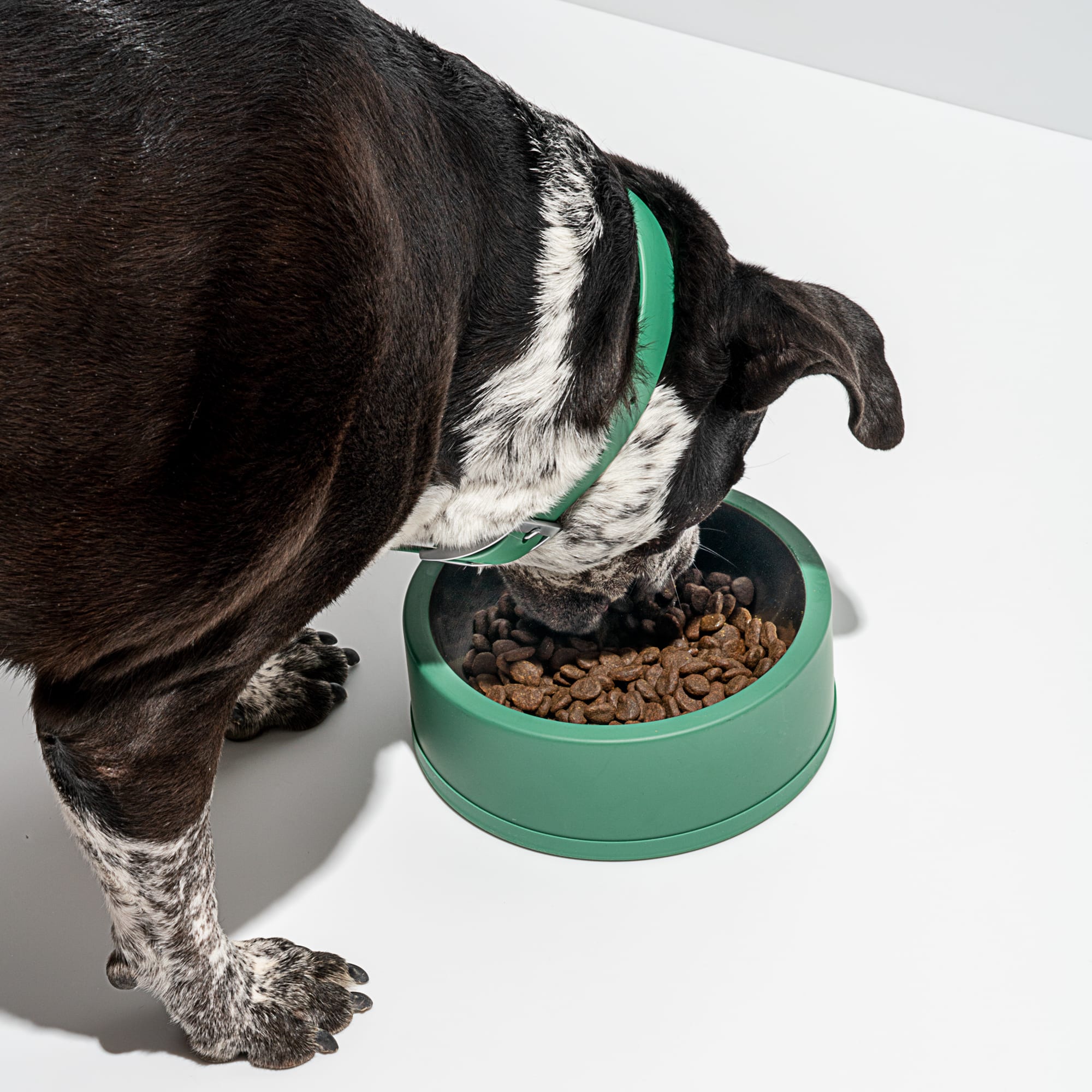 Wild One Spruce Stainless Steel Dog Bowl