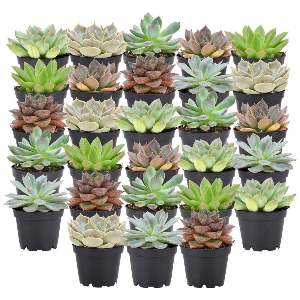 Arcadia Garden Products 2 in. Mini Succulents in Black Grower Pot (28-Pack) LV67