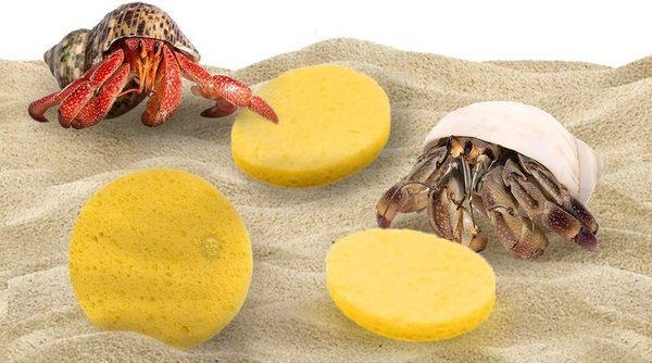 SunGrow Hermit Crab Tank Humidity Control Sponge， Yellow， 3 count