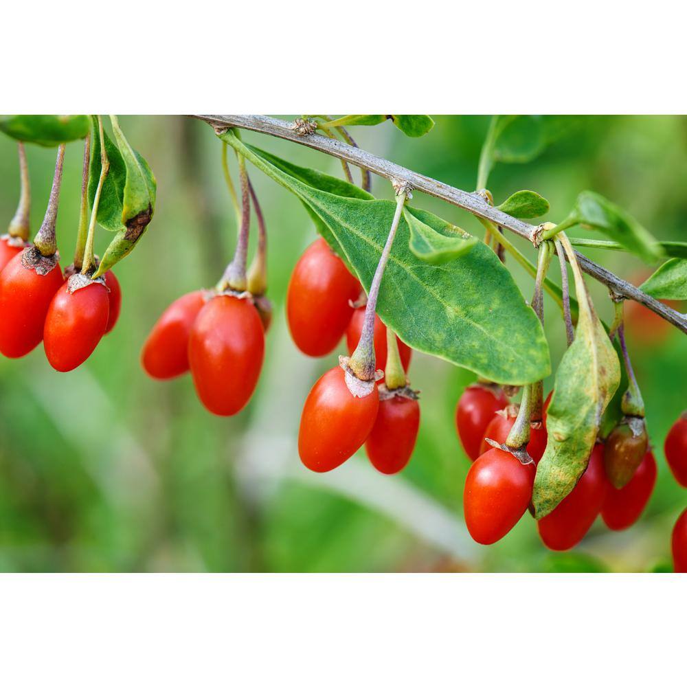 2 ft. Goji Berry Tree with Nutrient Rich Low Maintenance Fruit FTGJ001