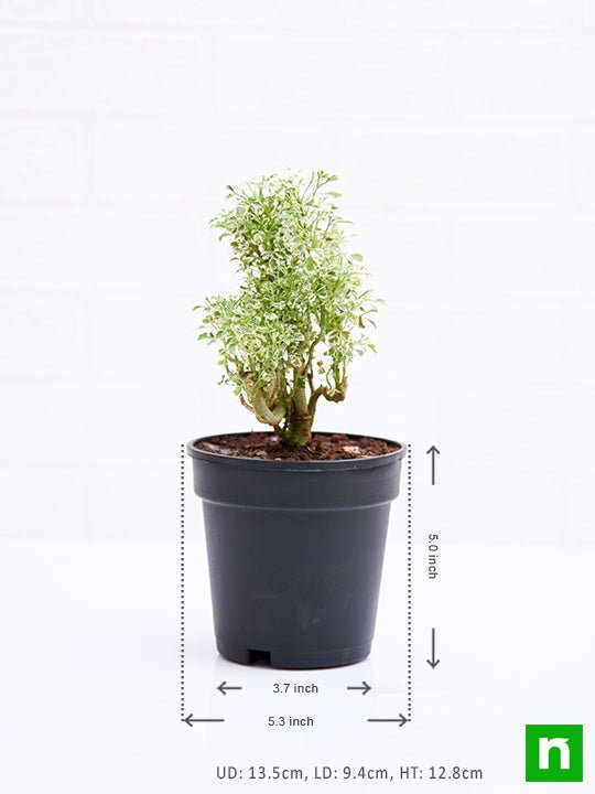 Aralia Miniature White - Plant