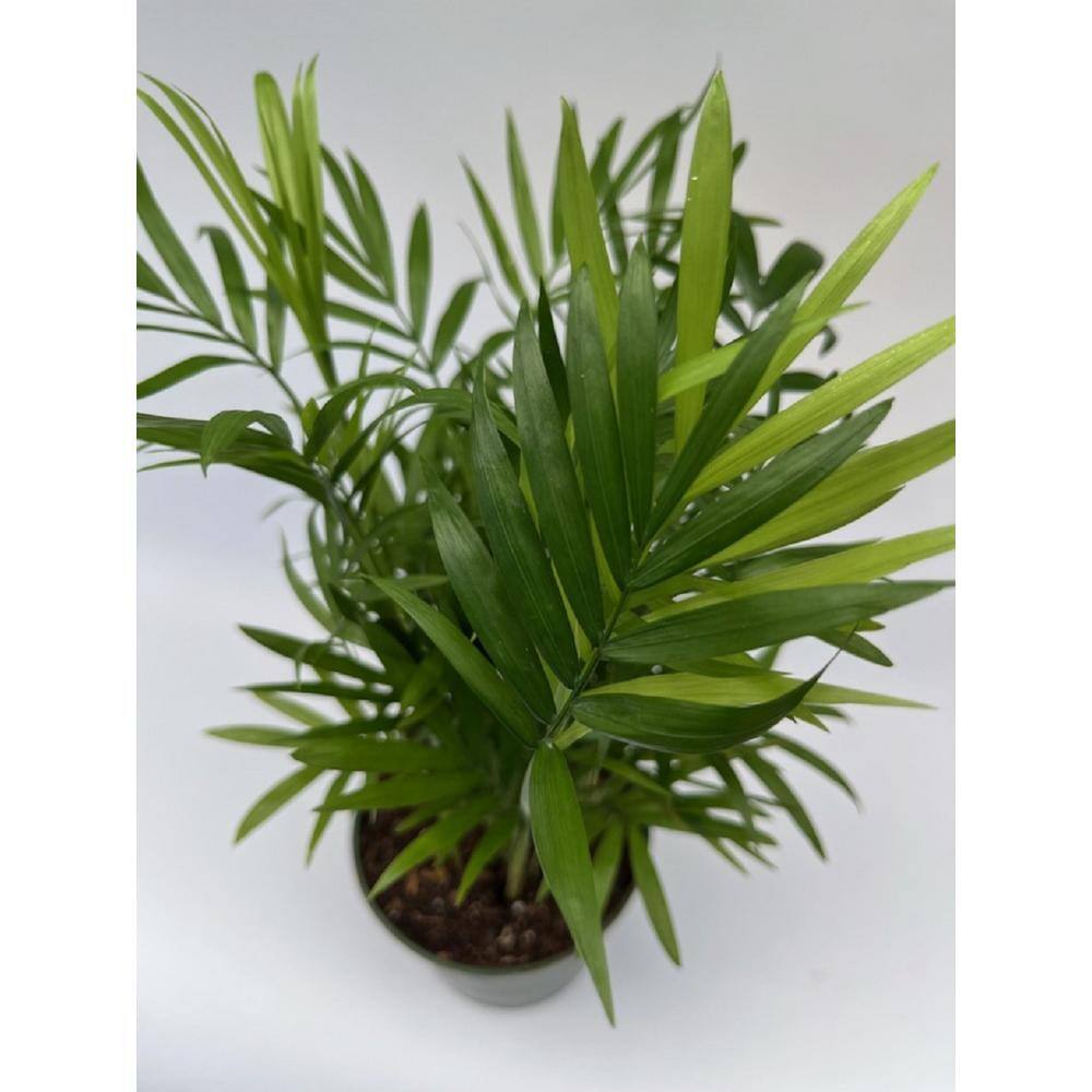 4 in. Neanthe Bella Palm Plant in Grower Pot NBPalm