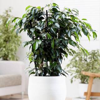 PROVEN WINNERS leafjoy Collection Ficus Benjamina Danielle Plant in 7 in. Seagrass Pot Avg Ship Height 8 in. PWFBD6SEA1PK