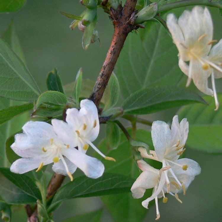 Fragrant Winter Honeysuckle