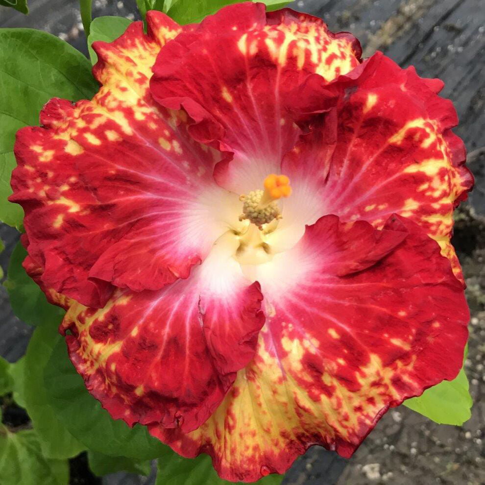 Hibiscus ‘White Hot’ (Hibiscus rosa-sinensis hybrid) Flower Shrub， Blue Flowers Hardy Korean Rose of Sharon Starter 25+ seeds pack